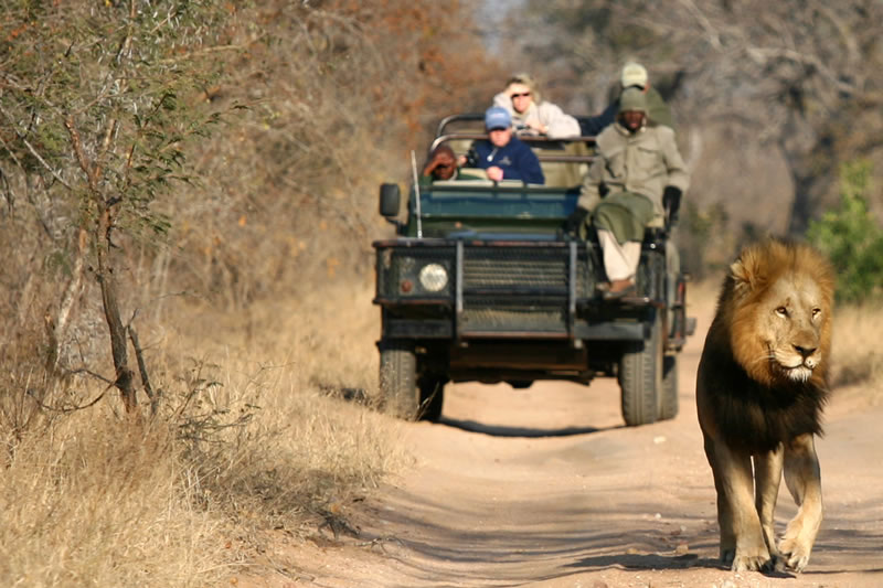 Safári no Kruger Park | África do Sul