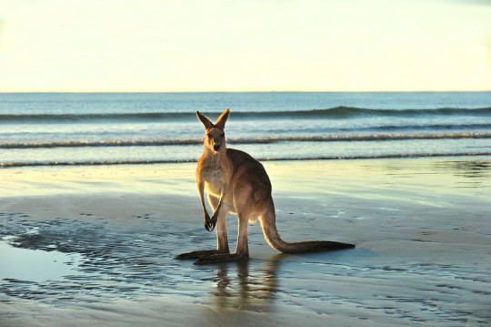 10 motivos incríveis para morar na Austrália e mudar de vida